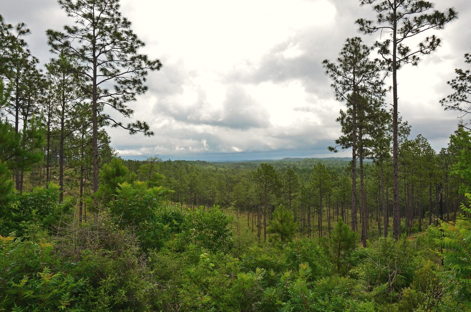 Tall longleaf pines over green understory with a wide forest view to the horizon